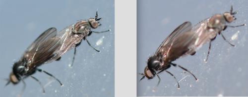 Réf. 321 925 : Microphor sp.